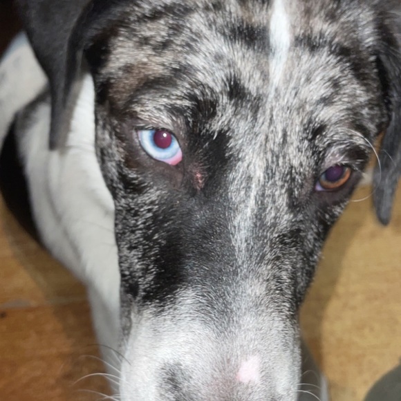 Meet your Posher, Alexis - Picture 1 of 1